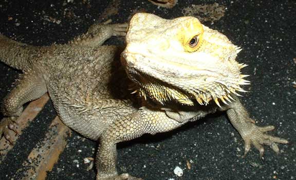 bearded dragon picture