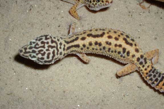 Leopard Gecko Picture